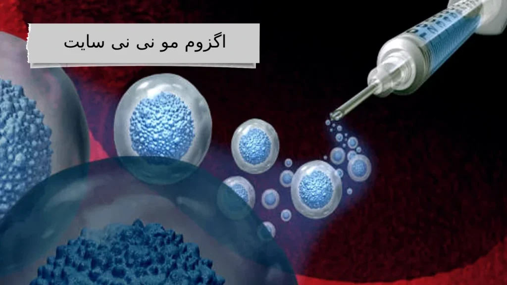 گزوم مو؛ جادوی تناسب و ظرافت، برای موهایی که داستان زیبایی شما را روایت می‌کنند