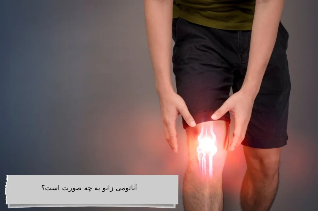 آناتومی زانو به چه صورت است؟ آناتومی زانو به چه صورت است؟